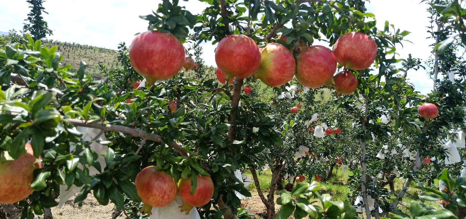 农户正在采摘成熟的会理小米地石榴