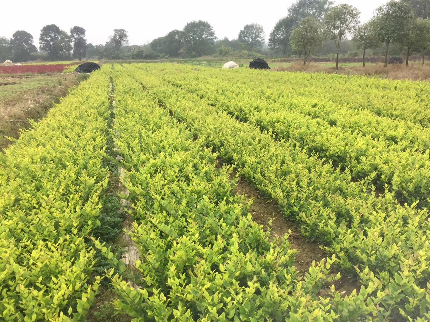 大叶女贞苗圃基地中整齐排列的幼苗 大叶女贞苗圃基地中整齐排列的幼苗