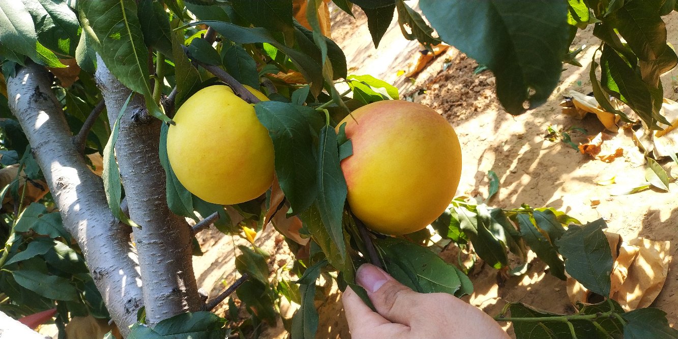 一颗成熟的黄油桃挂在枝头,果皮呈金黄色略带红晕,表面光滑无毛,果形圆润饱满,阳光照射下泛着光泽,背景为绿色树叶,部分果实已被采摘留下果柄 成熟黄油桃果实特写