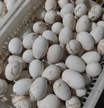 商品鹅蛋