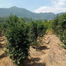 竹柏地径30量五六公分