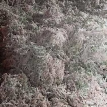 大量优质高山水苔，海花草基地供应全国直销支持视频看货