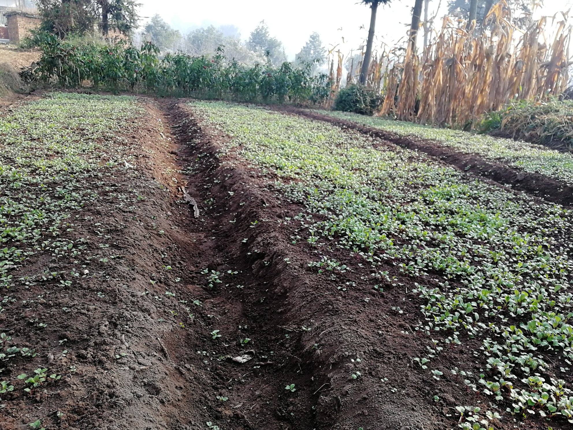 红菜苔生长中期田间管理