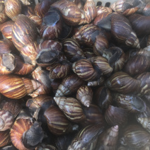 大量收购黑肉蜗牛