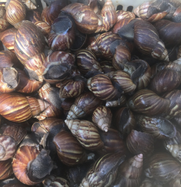 [蜗牛批发]大量收购黑肉蜗牛价格2.00元/斤 - 一亩田
