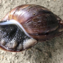 收购野生蜗牛