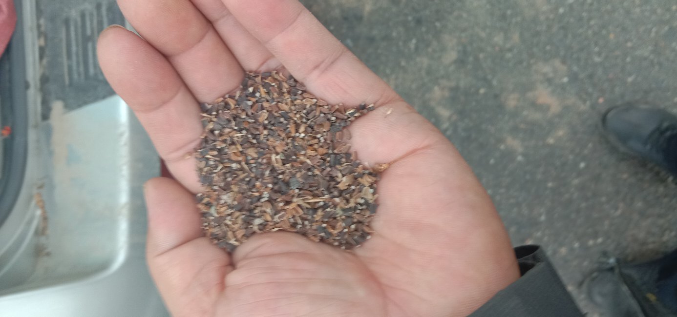 茼蒿籽显微结构图