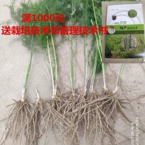 芦笋苗抗病高产20条根以上包成活死苗补发