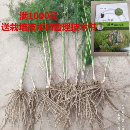 曹县芦笋种植面积图片