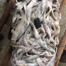 毛刀鱼