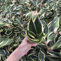 荷花兰虎皮兰