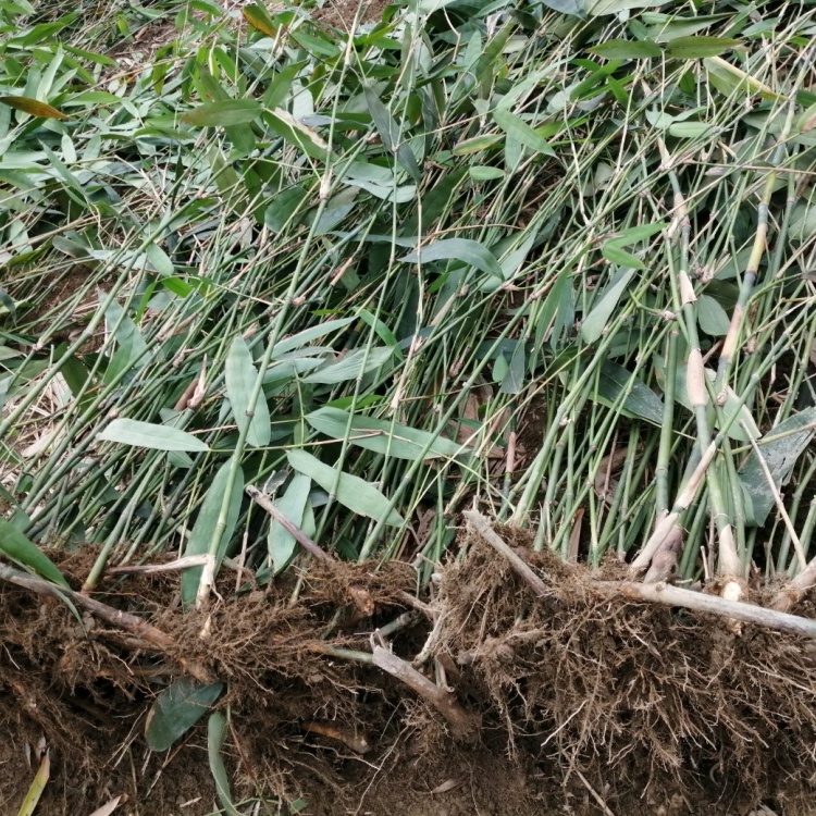 [竹苗批发]竹苗黄竹头苗 竹枝苗 竹秧苗 竹子苗成活率高 麻竹笋苗价格