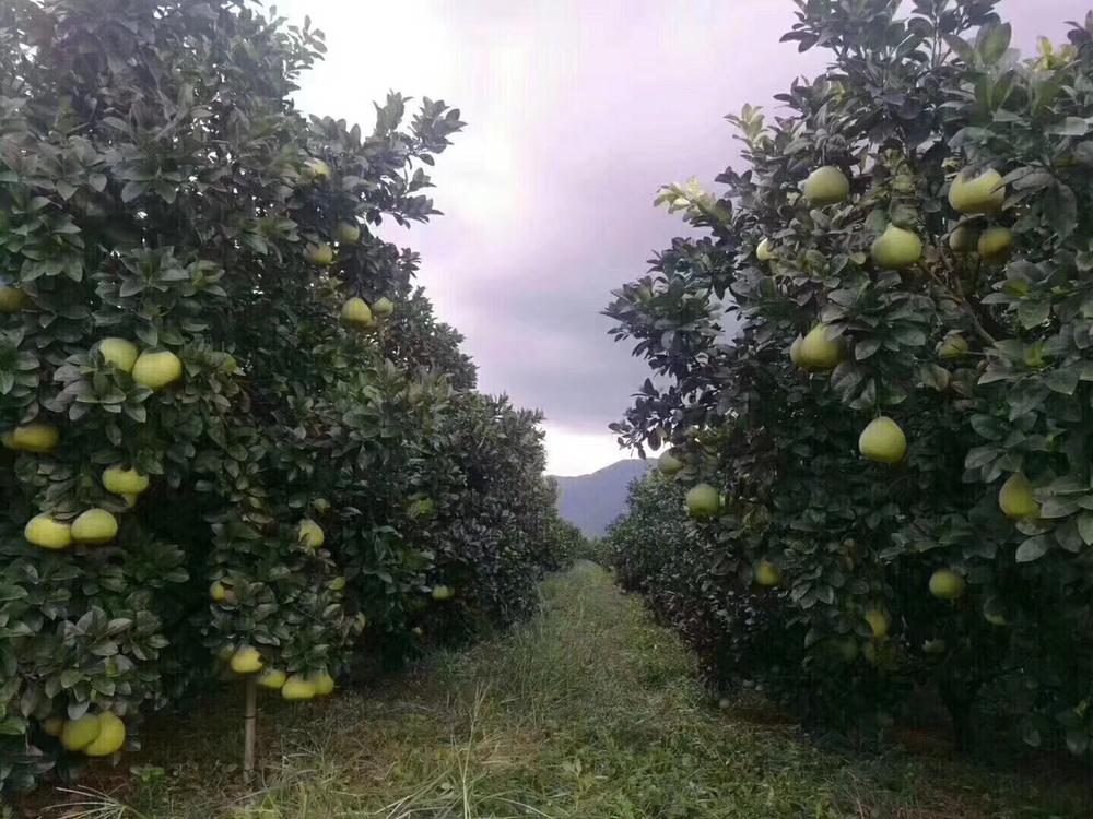 果园中的三红柚树