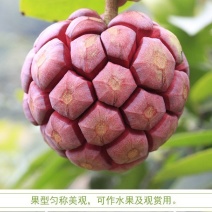 布福娜