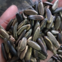 凤凰木种子批发新采凤凰木种子哪有卖火花楹凤凰树种子