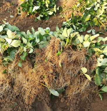 甜宝草莓苗,可视频看苗,应季生产苗,矮壮,保成活