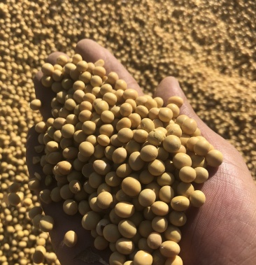 新疆批发大豆非转基因产地哈萨克斯坦寻求新疆各地区伙伴