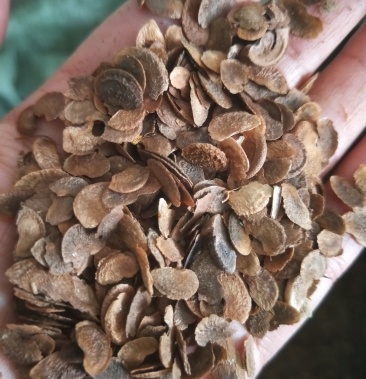 [木荷种子批发]木荷种子批发价格120.00元/斤 - 一亩田