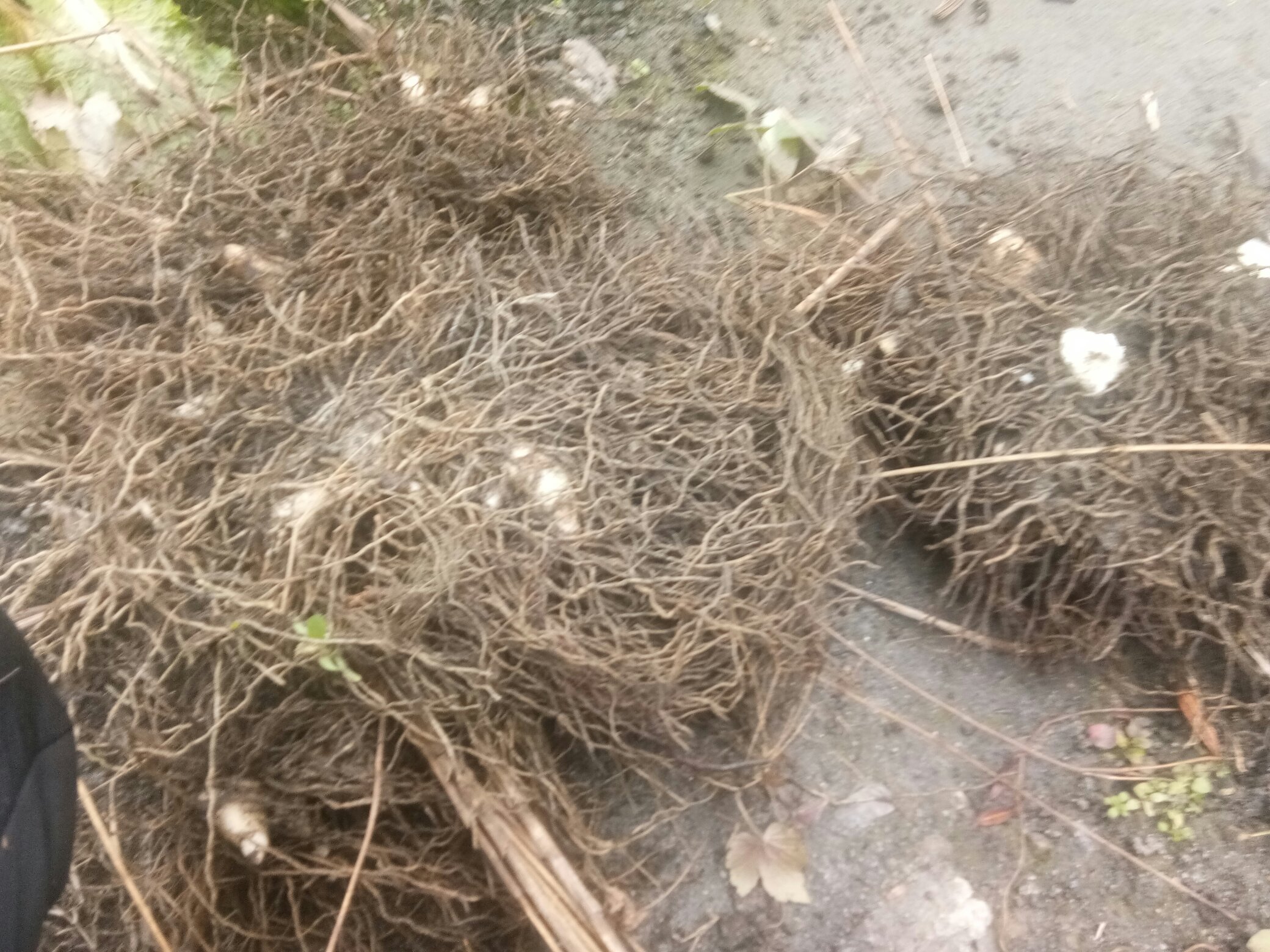 白芷与白术的植物形态对比图,左侧为白芷植株,右侧为白术植株 白芷与白术的植物对比图