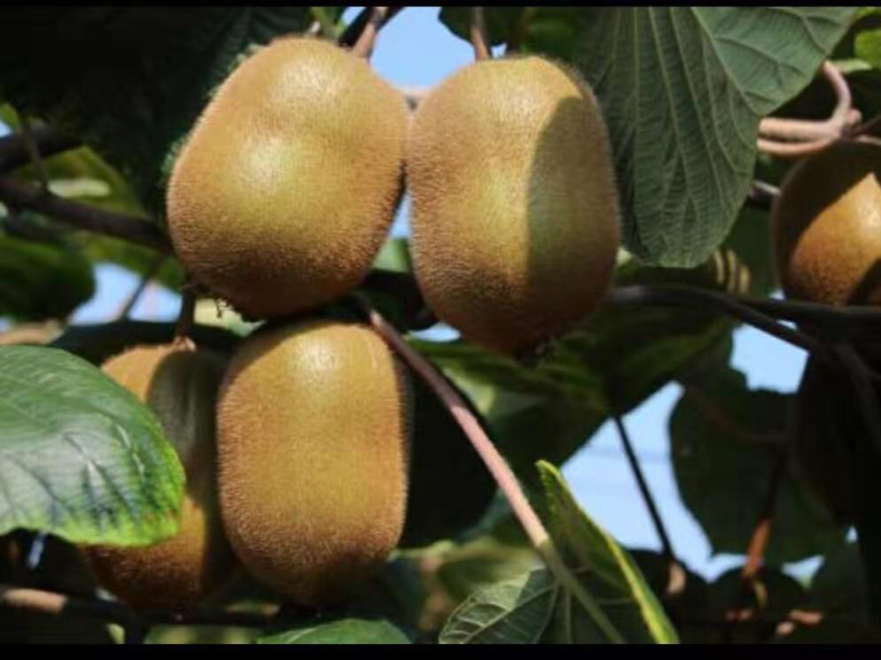 一株健康的海沃德猕猴桃植株被小心挖出,展示其发达的浅层根系系统。根部呈白色至淡褐色,须根密集,附着有微小的菌根结构,周围土壤疏松富含腐殖质,背景为阳光照射下的猕猴桃果园 海沃德猕猴桃根系特写