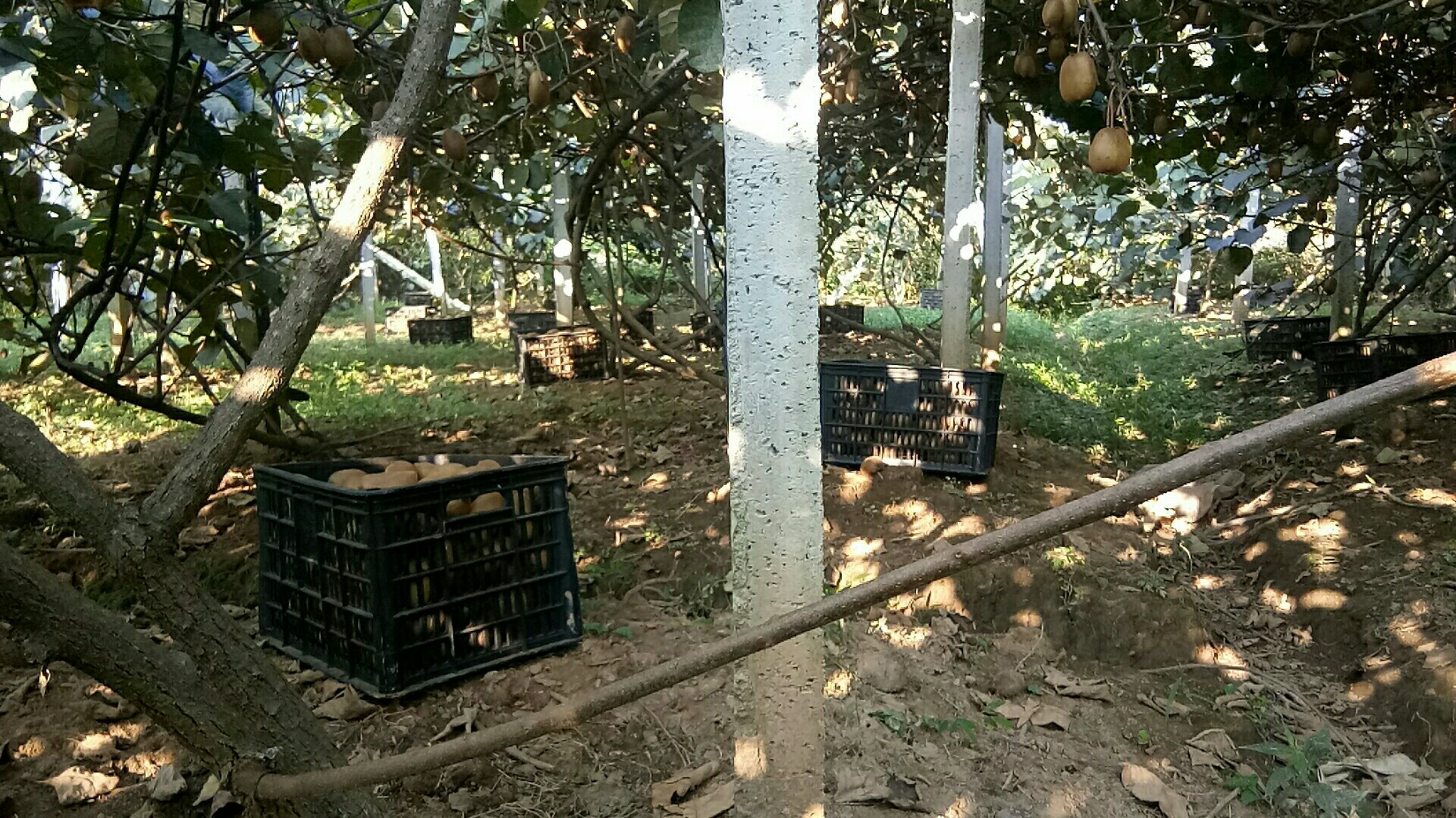 身穿工作服的果农正在猕猴桃园中手工采摘成熟的绿心奇异果,动作轻柔,避免损伤果实,篮子里装满了新鲜采摘的带枝果实,背景可见其他正在作业的工人和整齐的藤架系统 工人手工采摘绿心奇异果