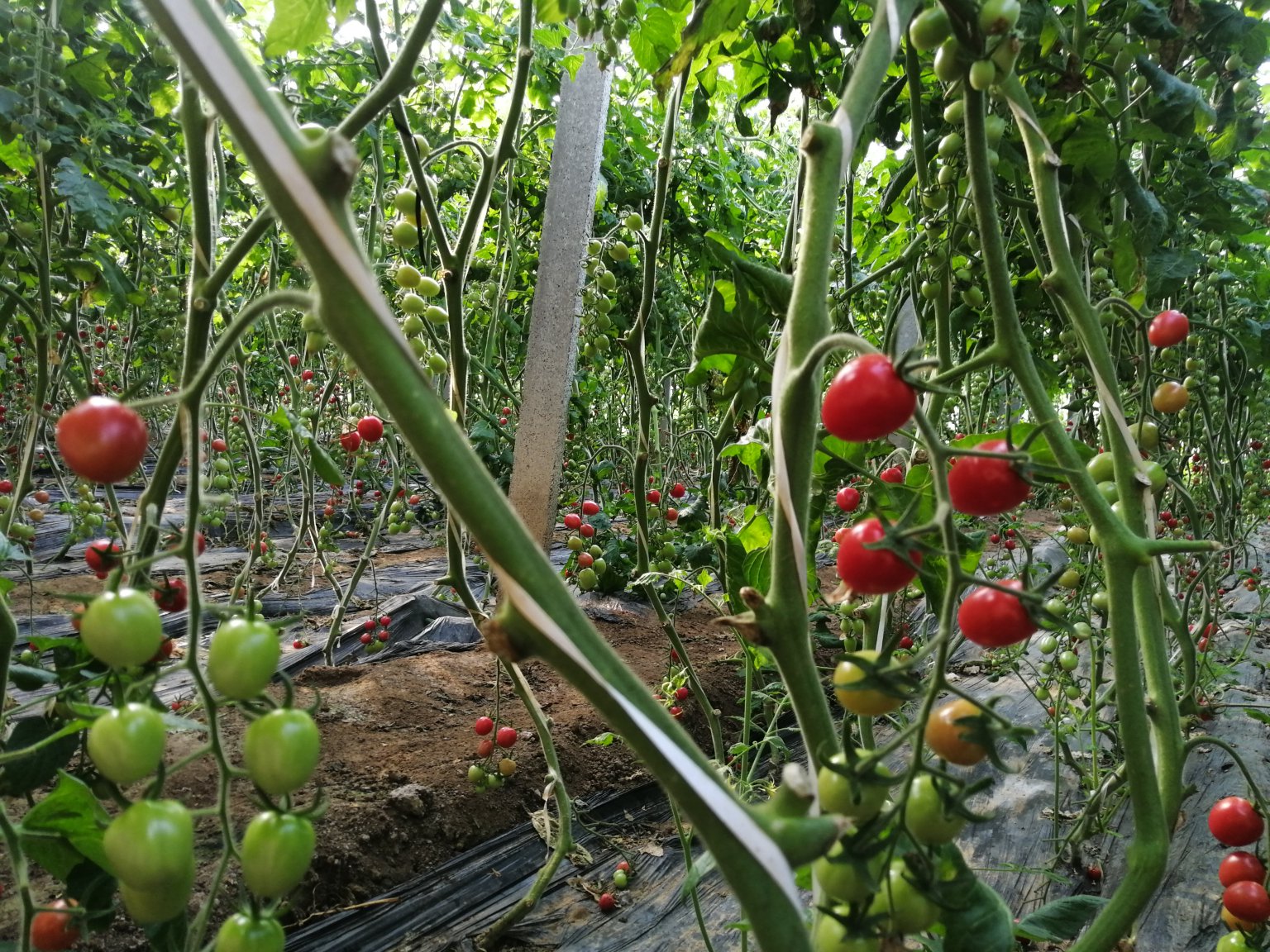 室内阳台上盆栽的小黄瓜藤生长情况