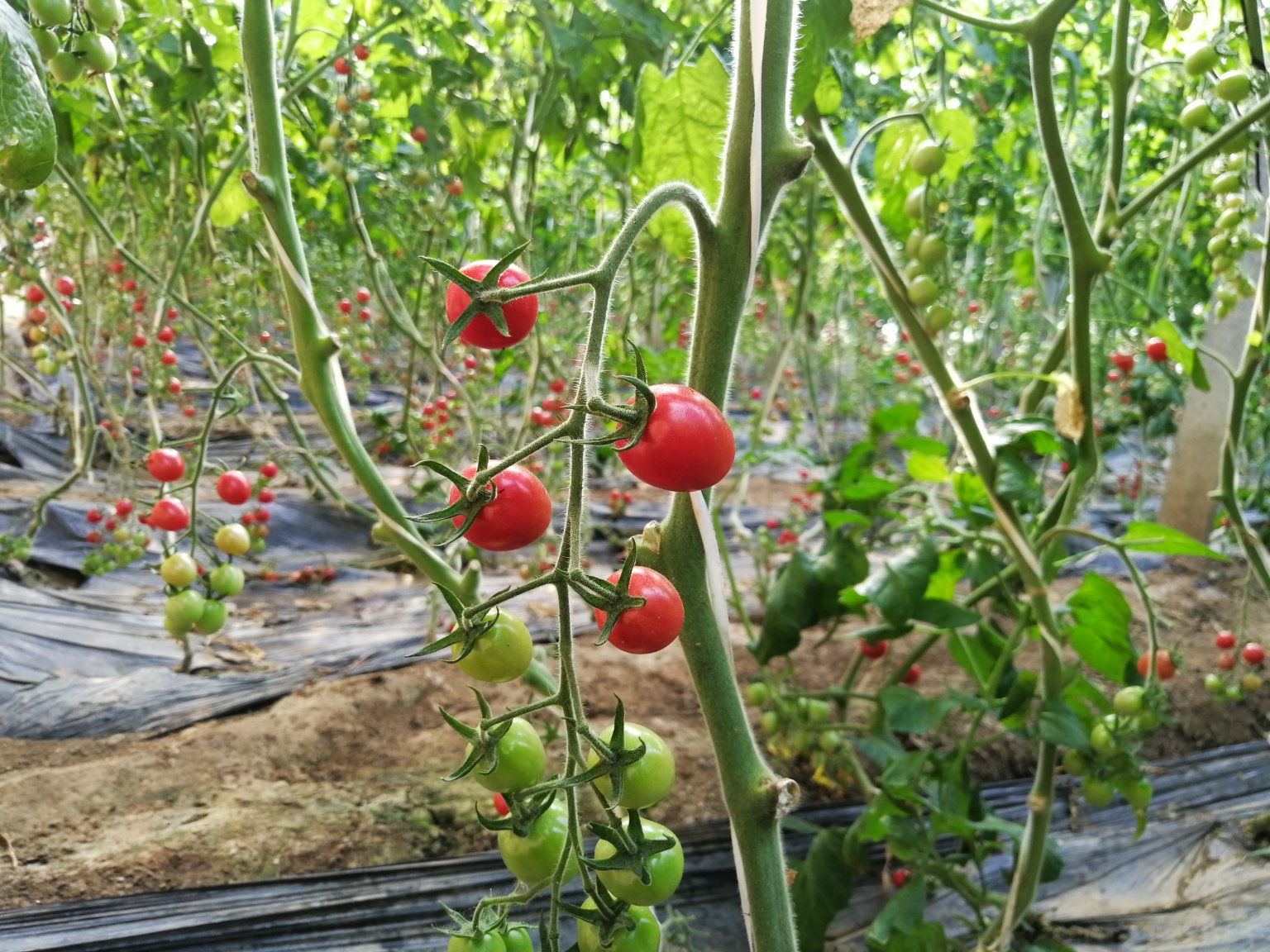 小黄瓜切面显微结构示意图