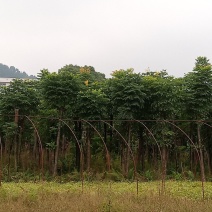 栾树，两年冒，熟货成活率高