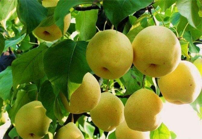 廊坊雪花梨采摘与分拣现场