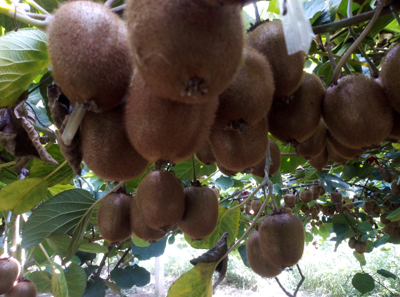 一株成熟的海沃德猕猴桃藤本植物,展示其攀爬生长的姿态,叶片宽大呈心形,茎蔓缠绕支架,地面可见浅层分布的根系系统,土壤疏松透气,周围有覆盖物保护根部 海沃德猕猴桃植株整体形态