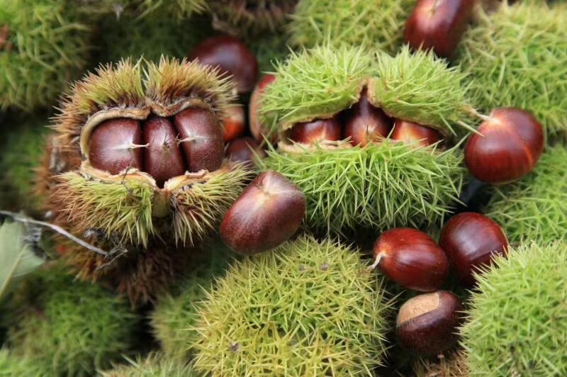 画面展示新鲜采摘的带刺外壳石栗子堆放在竹筐中,旁边摆放已剥壳的淡黄色果仁,背景为山林环境,突出其野生属性 石栗子原果与剥壳后的果仁对比图