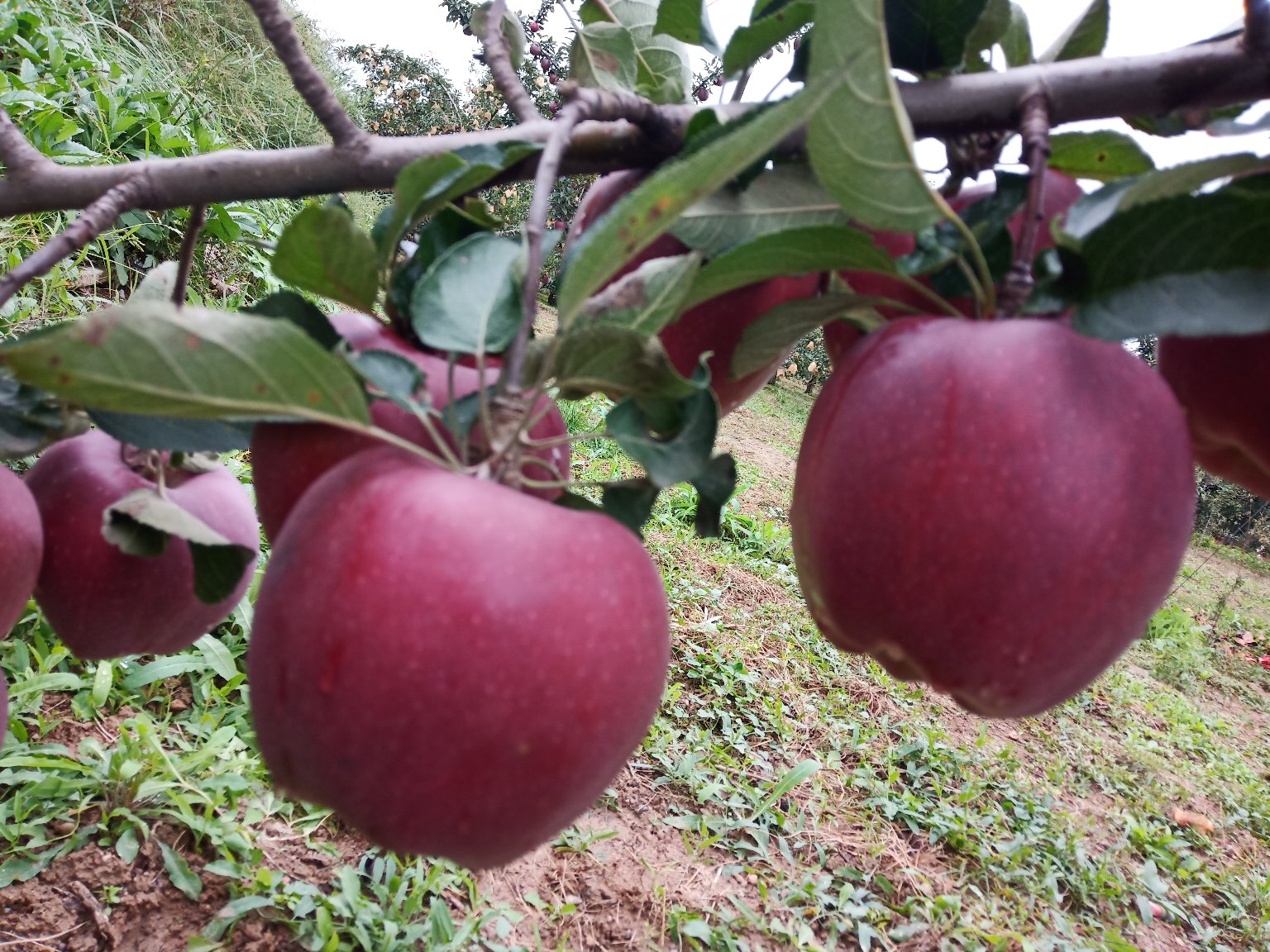 苹果主题农旅园区场景