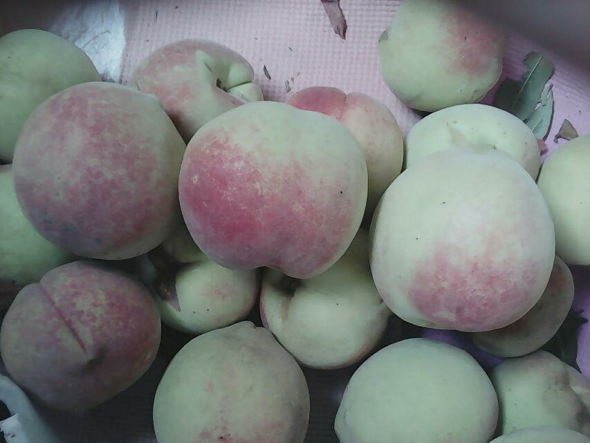中华寿桃特写
