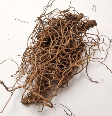 红毛七.道地药材,质优价实,品质保证,药典标准,产地四川