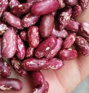 新红花芸豆～19年新货～新紫花