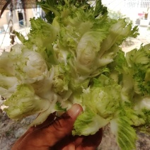早熟儿菜