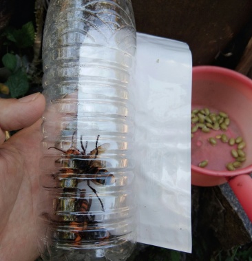 野生大胡峰天然七里蜂