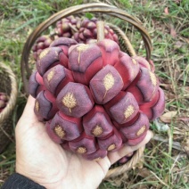 大量供应布福娜黑老虎小苗，野生驯化品种