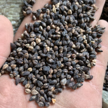 黑苦荞麦产地直销，大量发货，质量保证，欢迎采购