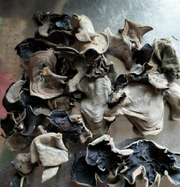 东北野生山木耳俗称沙耳