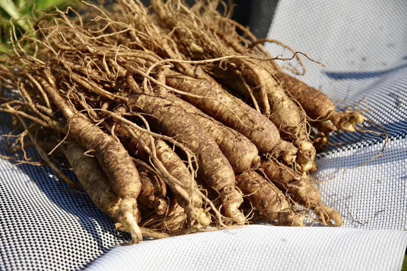 鲜人参采挖场景