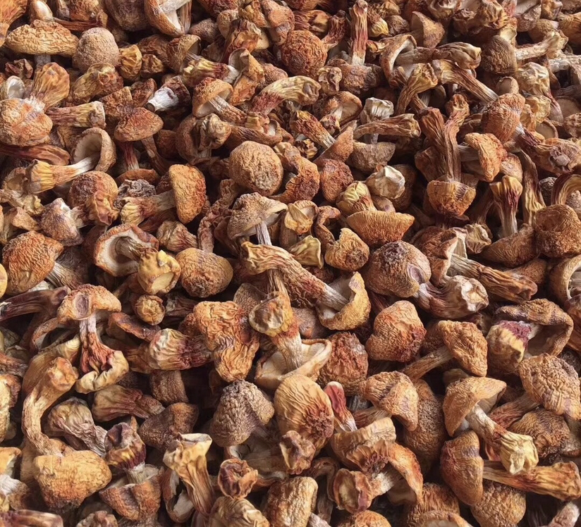 姬松茸干品与新鲜鸡肉并列摆放