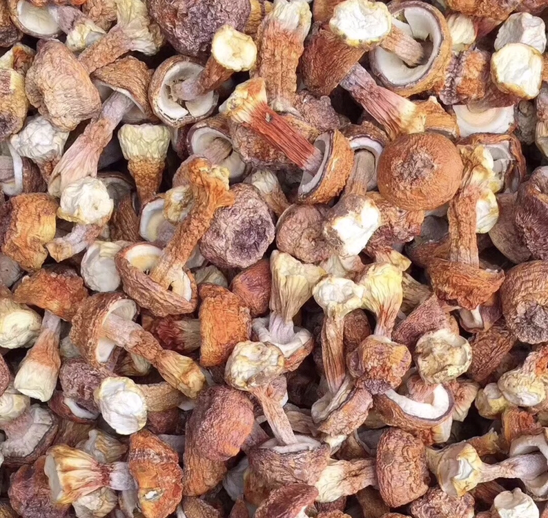 姬松茸不同产地对比图,展示福建、云南、四川三地产出的姬松茸在外观、大小、颜色等方面的差异 姬松茸不同产地对比图