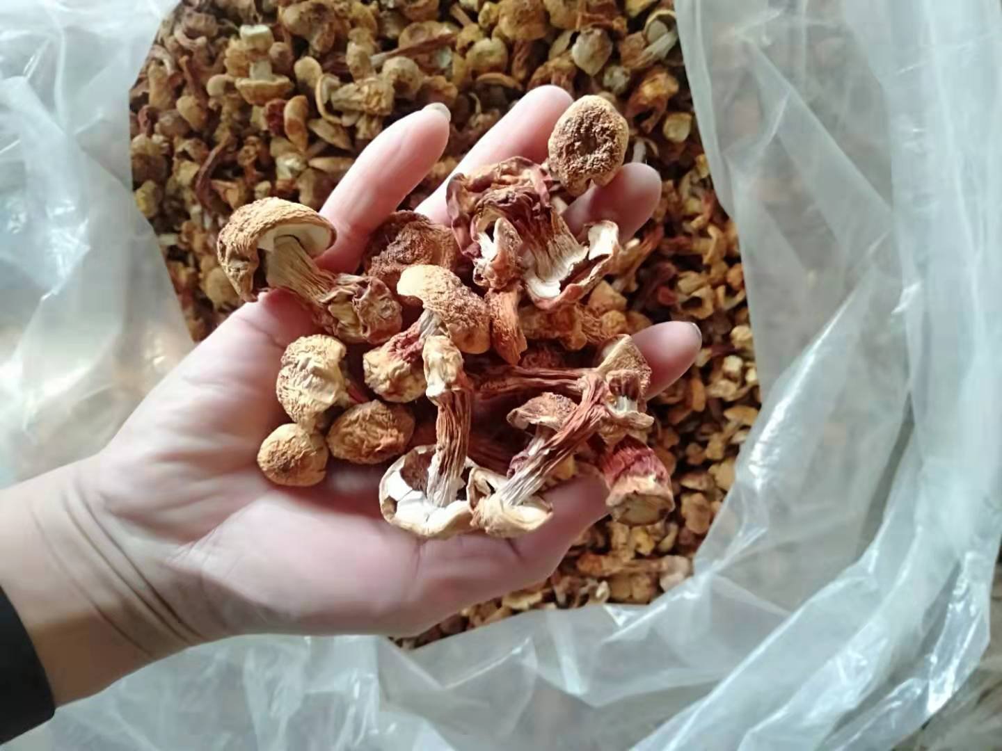 姬松茸泡酒原料准备图