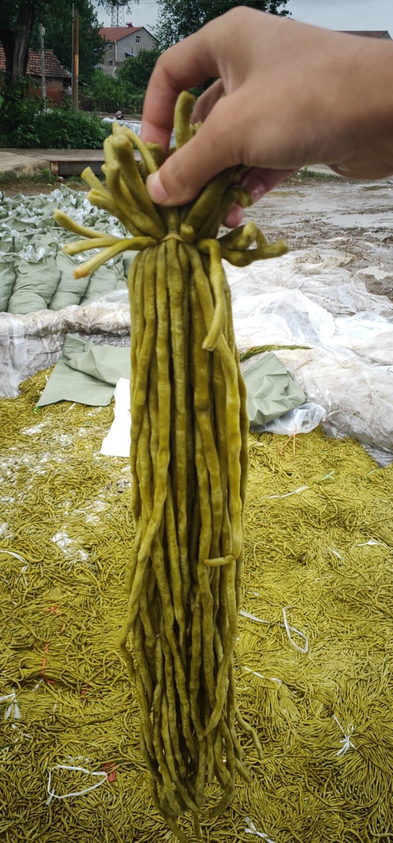 大量供应酸豆角,货源稳定,质量保证,价格美丽.