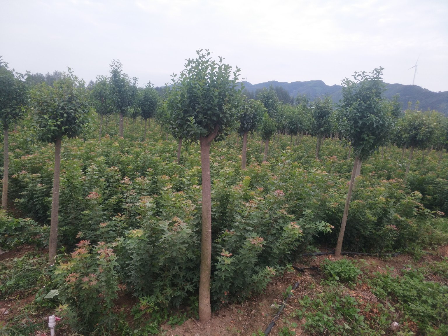 丛生五角枫苗圃实景图