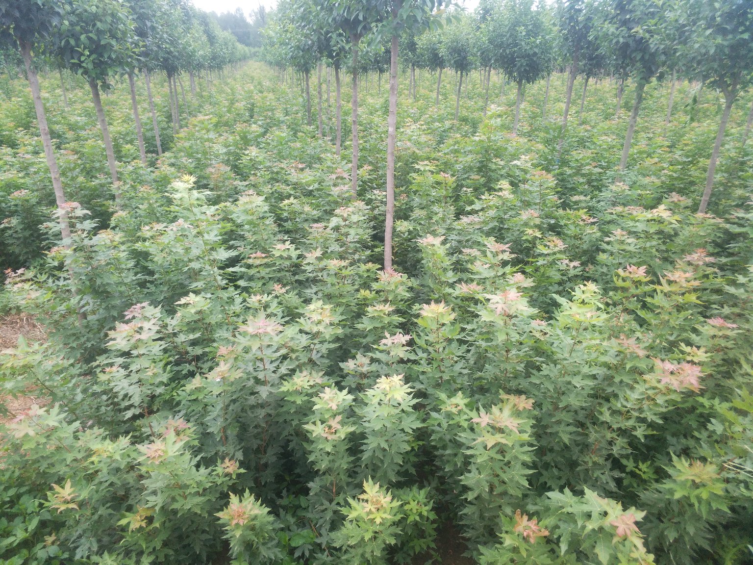 五角枫苗圃种植场景