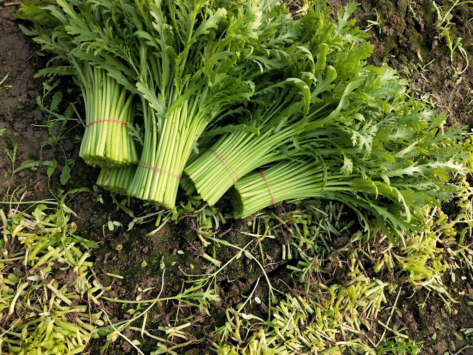 农贸市场摊位上的新鲜小叶茼蒿