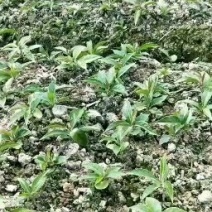 布福娜