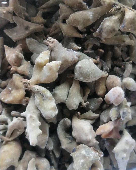 野生五倍子个子干净足够干物美价廉